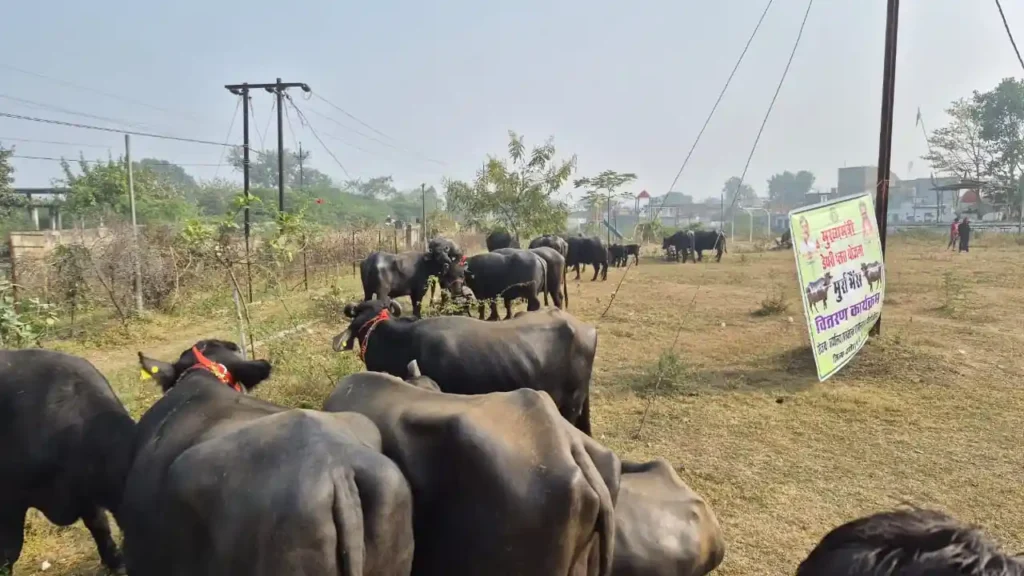 युवाओं को आत्मनिर्भर बनने मुख्यमंत्री डेयरी प्लस योजना के अंतर्गत दमोह में 18 मुर्रा भैंसों का हुआ वितरण