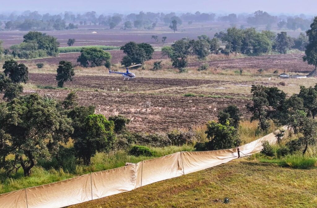 रानी दुर्गावती टाइगर रिजर्व में हेलीकॉप्टर से छोड़े गए 153 काले हिरन