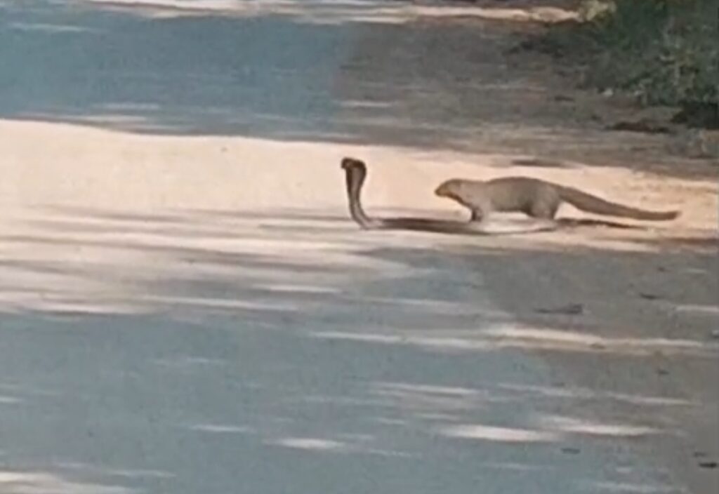 सांप और नेवले की 35 मिनट चली जबरदस्त जंग - देखें Live वीडियो