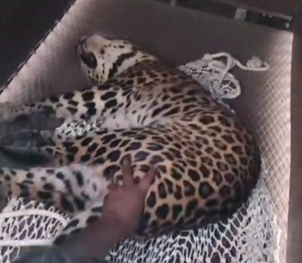 हटा में तेंदुए का आतंक खत्म: पन्ना टाइगर रिजर्व की टीम को मिली सफलता हटा में तेंदुए का आतंक खत्म: पन्ना टाइगर रिजर्व की टीम को मिली सफलता